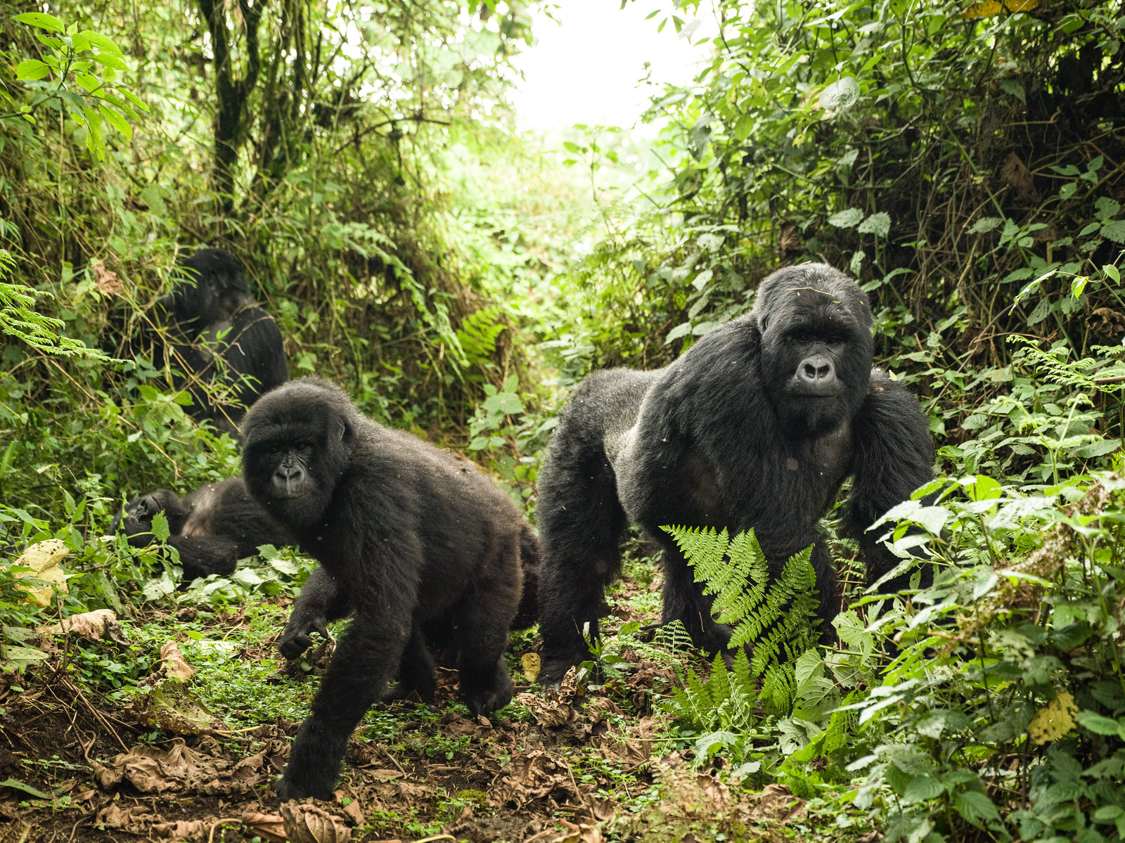 12 Day Uganda Gorilla and Wildlife Safari