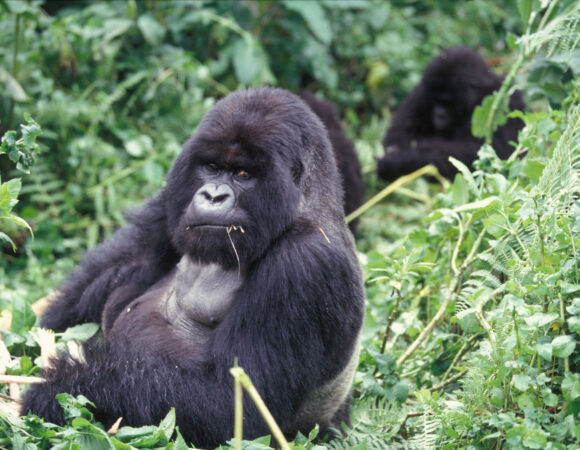 5 Days Gorilla and wildlife safari