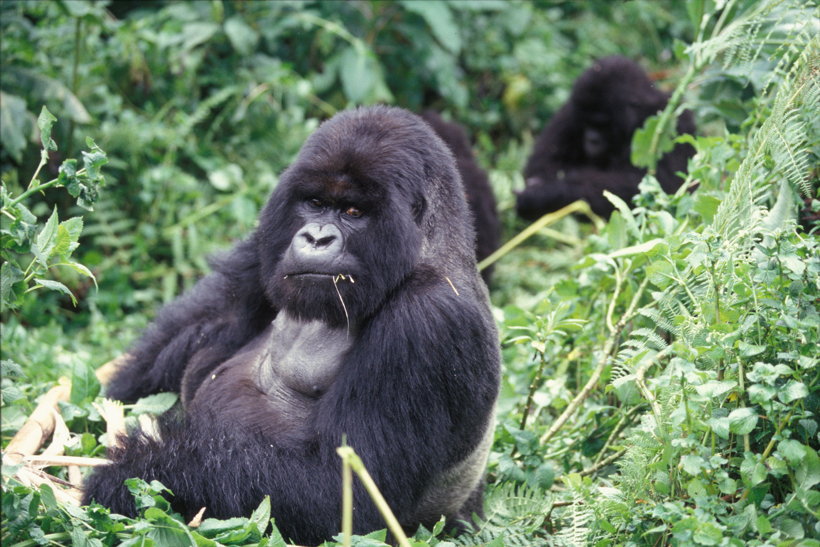 5 Days Gorilla and wildlife safari