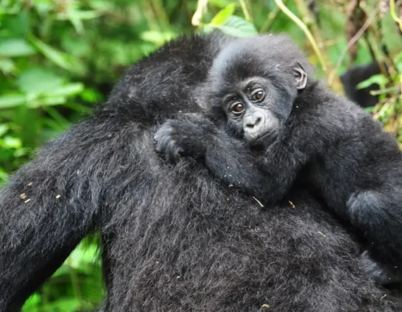 10 Day Uganda Safari Tour