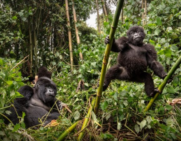 1 Day Rwanda Gorilla Trek
