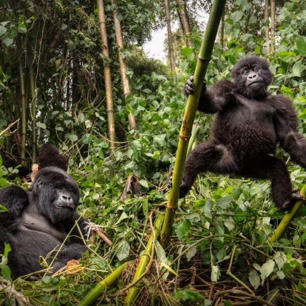 1 Day Rwanda Gorilla Trek