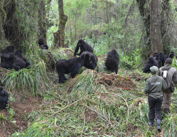 Top Gorilla Habitats in Uganda, Rwanda, and DRC – Best National Parks for Gorilla Sightings