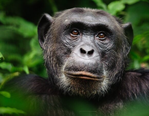 The Intelligence of Chimpanzees: Tool Use and Social Skills