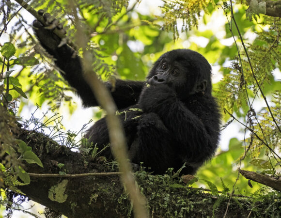 Responsible Travel in Africa: Ethical Safaris for Gorillas and Chimps