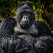 Common Safari Mistakes to Avoid in Uganda