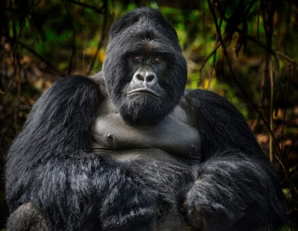 Common Safari Mistakes to Avoid in Uganda