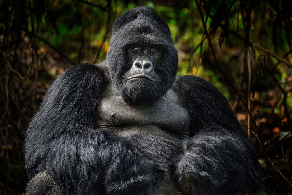 Gorilla Trekking and Rainforest