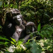 My First Gorilla Trekking Experience Uganda
