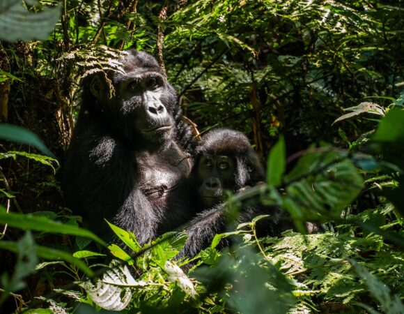 My First Gorilla Trekking Experience in Uganda