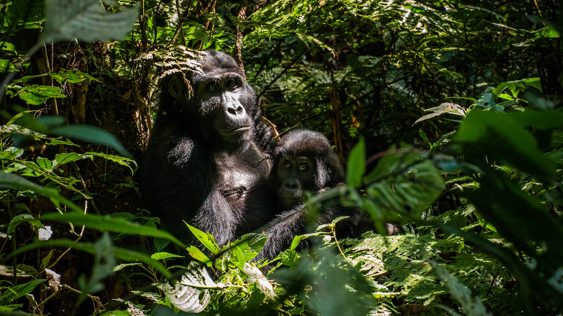 My First Gorilla Trekking Experience Uganda