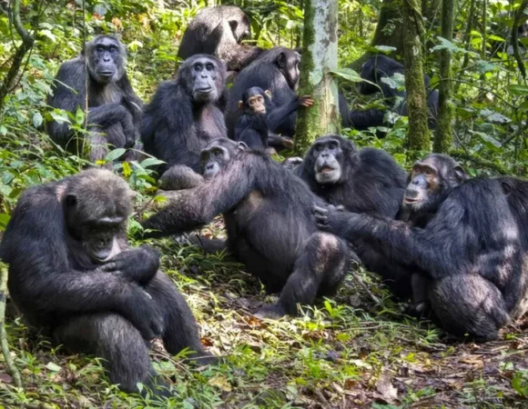 Community Tourism Uganda: How Local Experiences Create Unforgettable Gorilla and Chimp Safaris