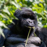 Testimonies from Gorilla Trekking Experience in Uganda