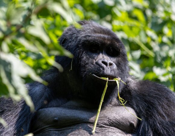 Testimonies from Gorilla Trekking Experience in Uganda