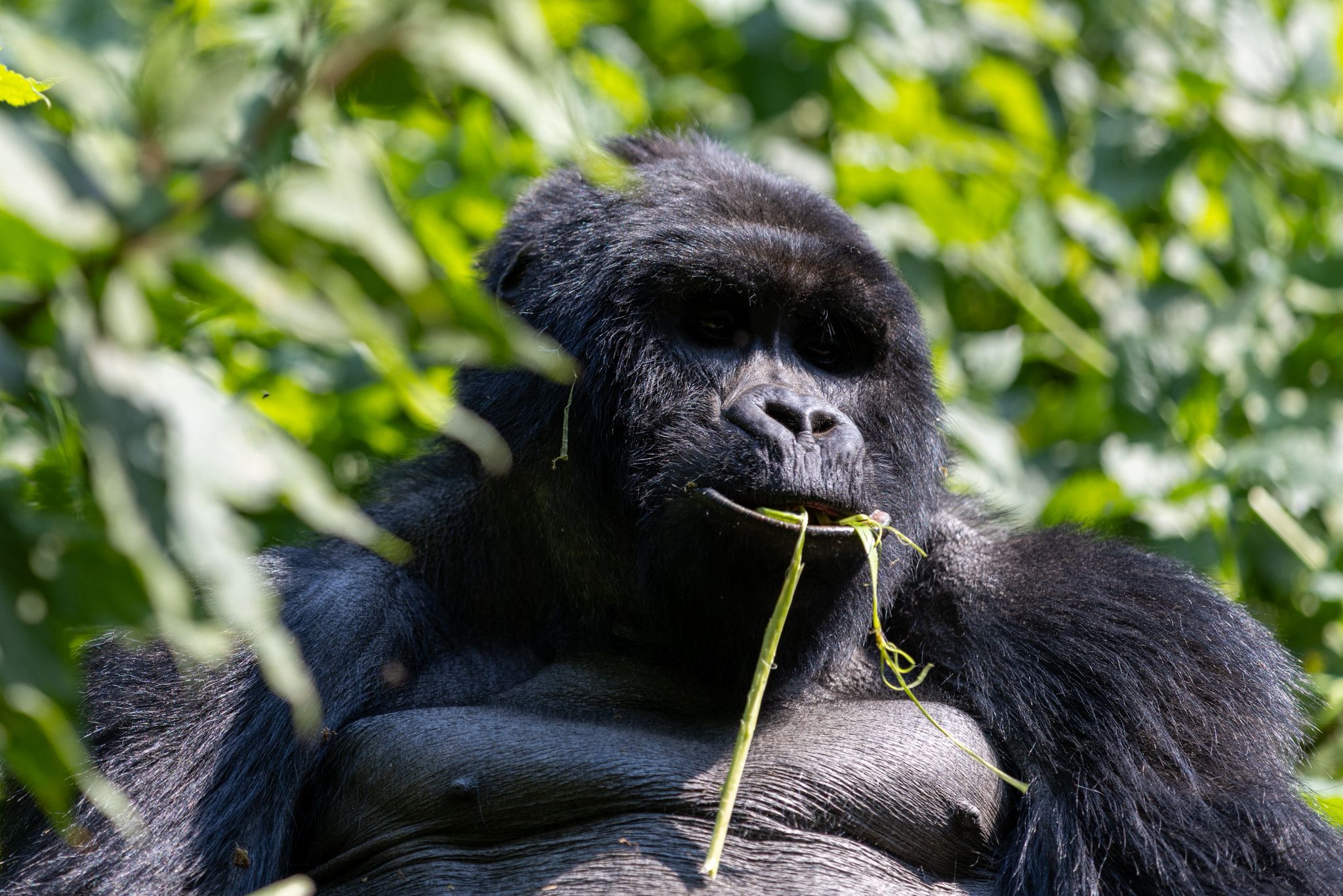 Testimonies from Gorilla Trekking Experience in Uganda