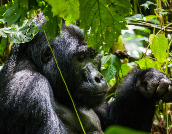 Eco-Friendly Gorilla and Chimp Adventures: The Ultimate Sustainable Primate Safari Guide