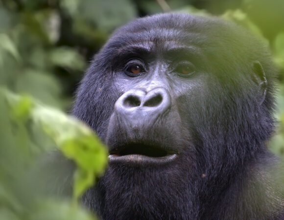 Wildlife Conservation Projects Uganda