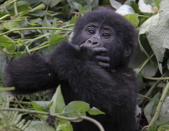 My First Gorilla Trekking Experience: An Unforgettable Journey with Chimps and Gorillas