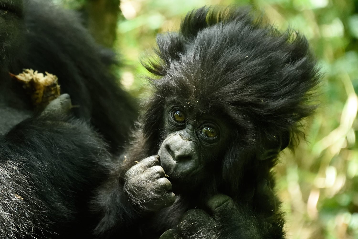 Kwita-Izina-Baby-Gorilla