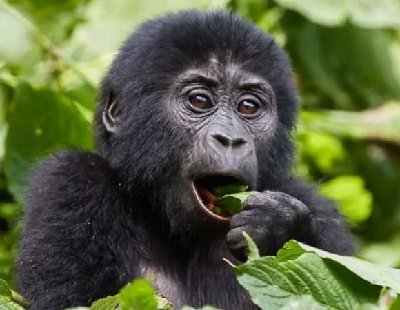 Gorilla Trekking Reviews Uganda: Real Experiences with Gorillas and Chimpanzees