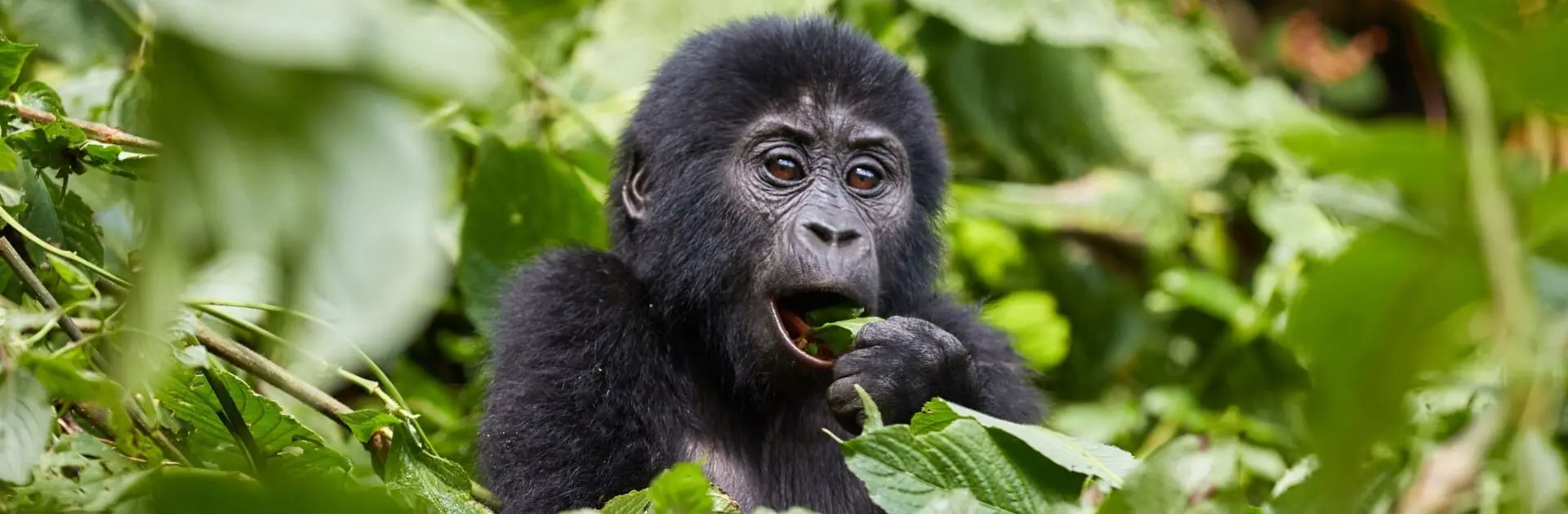 bwindi-gorillas