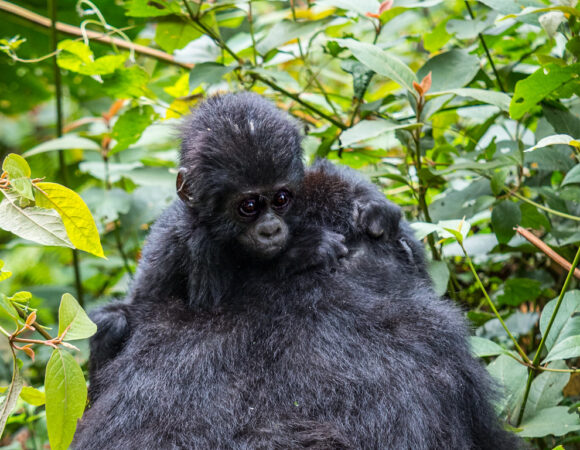 Emotional Gorilla Trekking Stories: Life-Changing Encounters with Mountain Gorillas