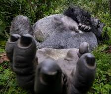 gorilla hand