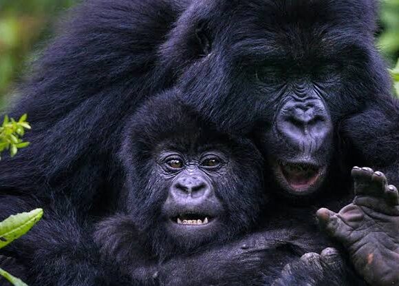 Trekking in the Rain Experience: Gorilla and Chimpanzee Adventures in Uganda