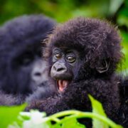 Gorilla Trekking Testimonials