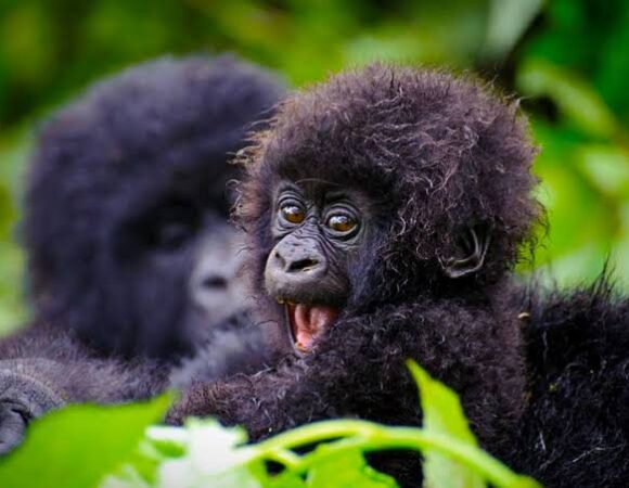 Gorilla Trekking Testimonials: Real Uganda Safari Visitor Stories
