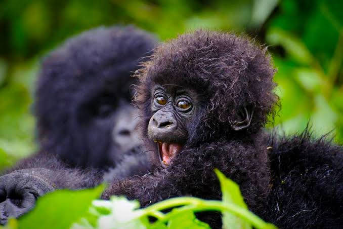 Gorilla Trekking Testimonials