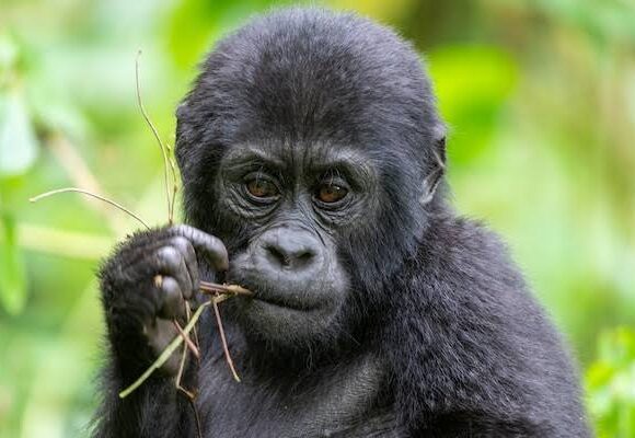 Close Encounter with Silverback: Gorilla Trekking Experience in Uganda