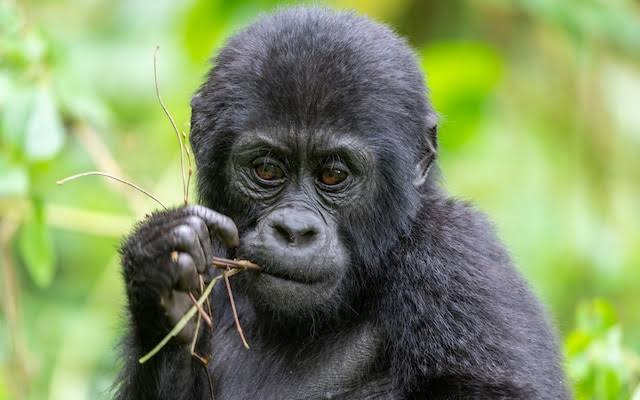 Experience a Close Encounter with Silverback gorillas and chimpanzees with expert-guided safaris by Chimps and Gorillas.