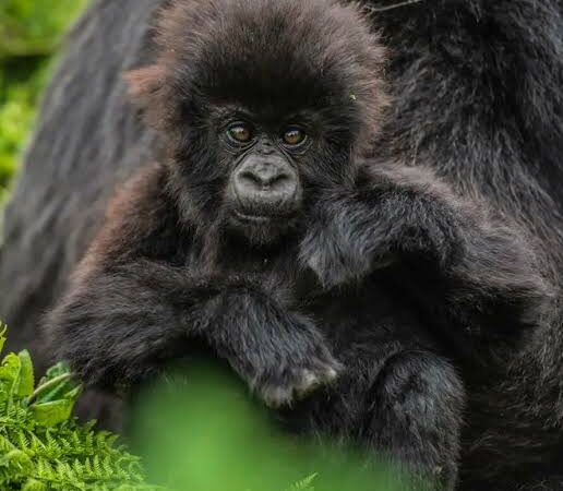 Rwanda Gorilla Trekking Experience: The Ultimate Guide to Gorillas and Chimpanzees