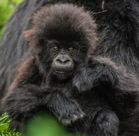 Rwanda Gorilla Trekking Experience