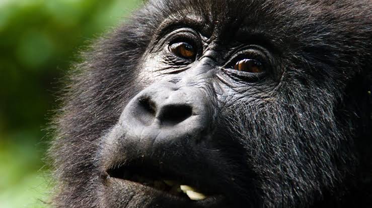 Gorilla Family