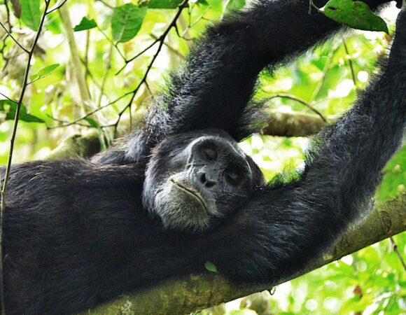 Eco Tourism in Uganda: Sustainable Gorilla and Chimpanzee Safaris