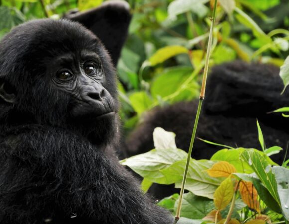 Anti-Poaching Efforts in Uganda: Protecting Gorillas and Chimps