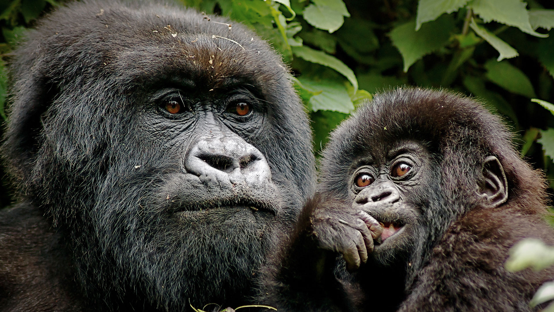 Chimps and Gorillas